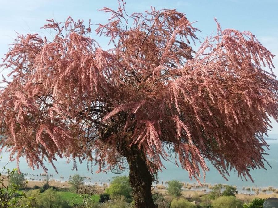 B&B Torre Del Lago Trasimeno Passignano sul Trasimeno Exteriör bild